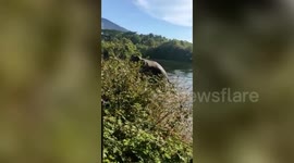 Tusker scare locals in southern India