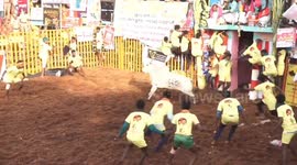 Hundreds of ferocious bulls rush Indian contestants during dangerous taming event