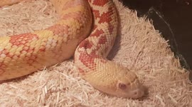 These harmless Bull snakes mimic rattlesnakes by shaking their tails in dry vegetation