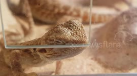 Bearded dragons are very popular pets to have and are great animals