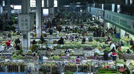 Exploring Asia's largest cut flower market in Kunming, China