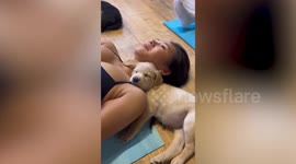 Puppies join fitness enthusiasts for workouts in this yoga studio in Canada