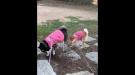 The cute husky is digging, and all the mud goes to the dog's face behind her!