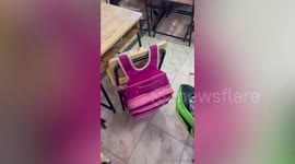 Sweet little girl smuggles pet kitten to school in her rucksack