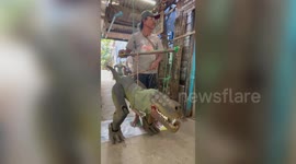 Thai local scares passing tourists with Tyrannosaurus rex puppet in front of his home