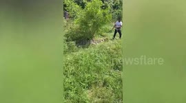 Fearless rescuers drag 12ft-long crocodile hiding in roadside bushes in Thailand