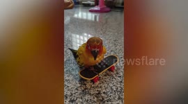 Talented pet parrot slides down DIY ramp on skateboard