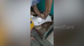 Heroic pet owner save injured pet dog with CPR