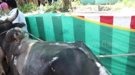 Bull-taming event in southern India sees contestant die from injuries