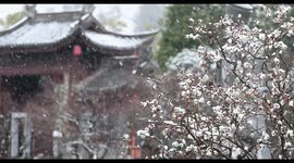Snow Falling on Blooming Plum Blossoms in Chongqing, China
