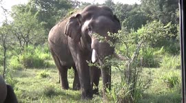 huge and aggressive tusker came to find her female partner on musth time, we meet him closer