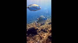 Few fishes swimming a cross the coast of Menorca on a sunny day