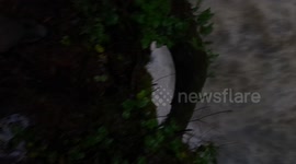 Steelhead falls in Mission BC after record rainfall during atmospheric river weather event