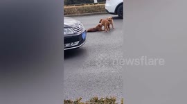 Dogs refuse to leave injured friend on road in China
