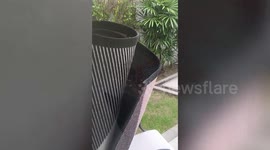 Ferocious cobra tries to slithers through family's patio door