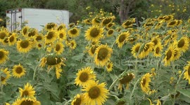 Sunflower field opens to tourists at park next to expressway in Thailand