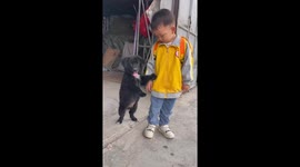 Puppy poses for photos by standing up to hold boy's hand