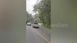 Wild elephant searches back of truck while holding up traffic at road in Thailand