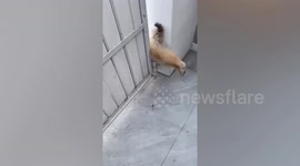 Naughty pet dog stuck in gate when he sneaks out to play with friends