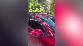 Wild tree snake chills on family's hot car under the sun
