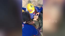 Newborn puppy revived with CPR after being buried under pile of sand at construction site