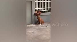 Dog tries to play with another dog through a fence