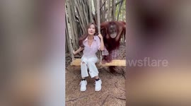 Cheeky orangutan grabs woman's boobs at safari park in Thailand