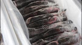 The first export in 2023 will be 1.5 tons of beautiful grouper fish from West Sumatra to Malaysia