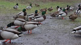 Ducks Stock Footage