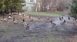Ducks Stock Footage