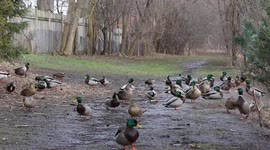 Ducks Stock Footage