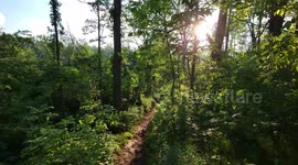 Walking in Forest Stock Footage