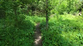 Walking in Forest Stock Footage
