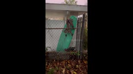 Heartwarming rescue of Los Angeles bobcat found stuck in fence