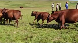 Cattle stock Taking of a beautiful Meat Breeds in KwaZulu Natal South Africa