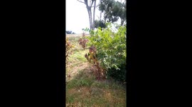 Amaranthus Field in the Rural Area of Western Cape Province South Africa