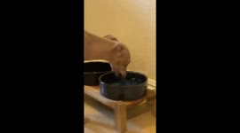 Quirky dog drinks water really fast