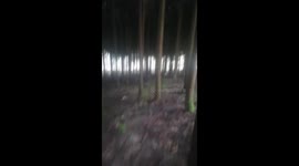 Rare panda entered village and recorded by exited villagers in southwest China