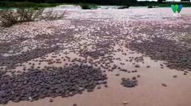 Amazing footage shows world's largest hatching of baby turtles along border of Brazil and Bolivia