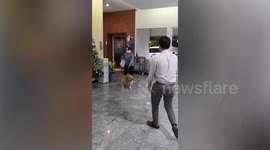 Affectionate pet Golden Retriever dog excitedly greets owner after being away for days