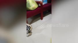 Pet cat chases chicken to keep her away from food bowl