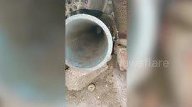 Stray kitten stuck inside gutter downspout rescued in Thailand