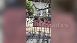Ninja pet Siamese cat climbs over gate of home in Thailand