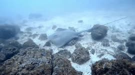 Pro Diver Reveals Stunning Close-Ups Of Rays And Sharks Chilling On Sea Bottom In Tortuga, Haiti