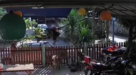 Horrifying moment pensioner, 76, is mauled by four crazed pit bulls