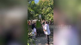 Clumsy resident slips into lotus pond while harvesting mangoes