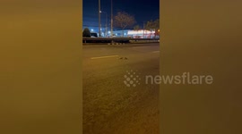 Hero rider saves catfish he found suffocating in middle of busy road