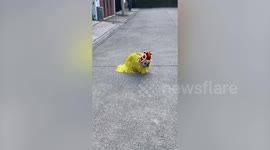 Adorable pet dog wears yellow lion costume for Chinese New Year