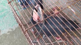 Dozens Of Wildlife Protected, Secured By Indonesian Police, Two Perpetrators Arrested Collectors