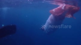 Couple come face-to-face with GIANT SQUID while diving in Japan